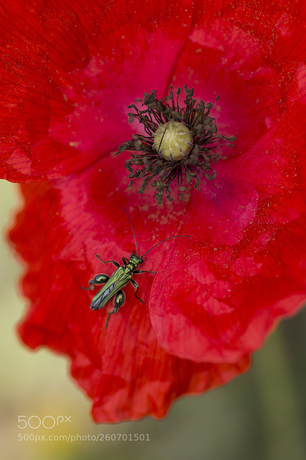 Canon EOS 70D sample photo. Amapola photography