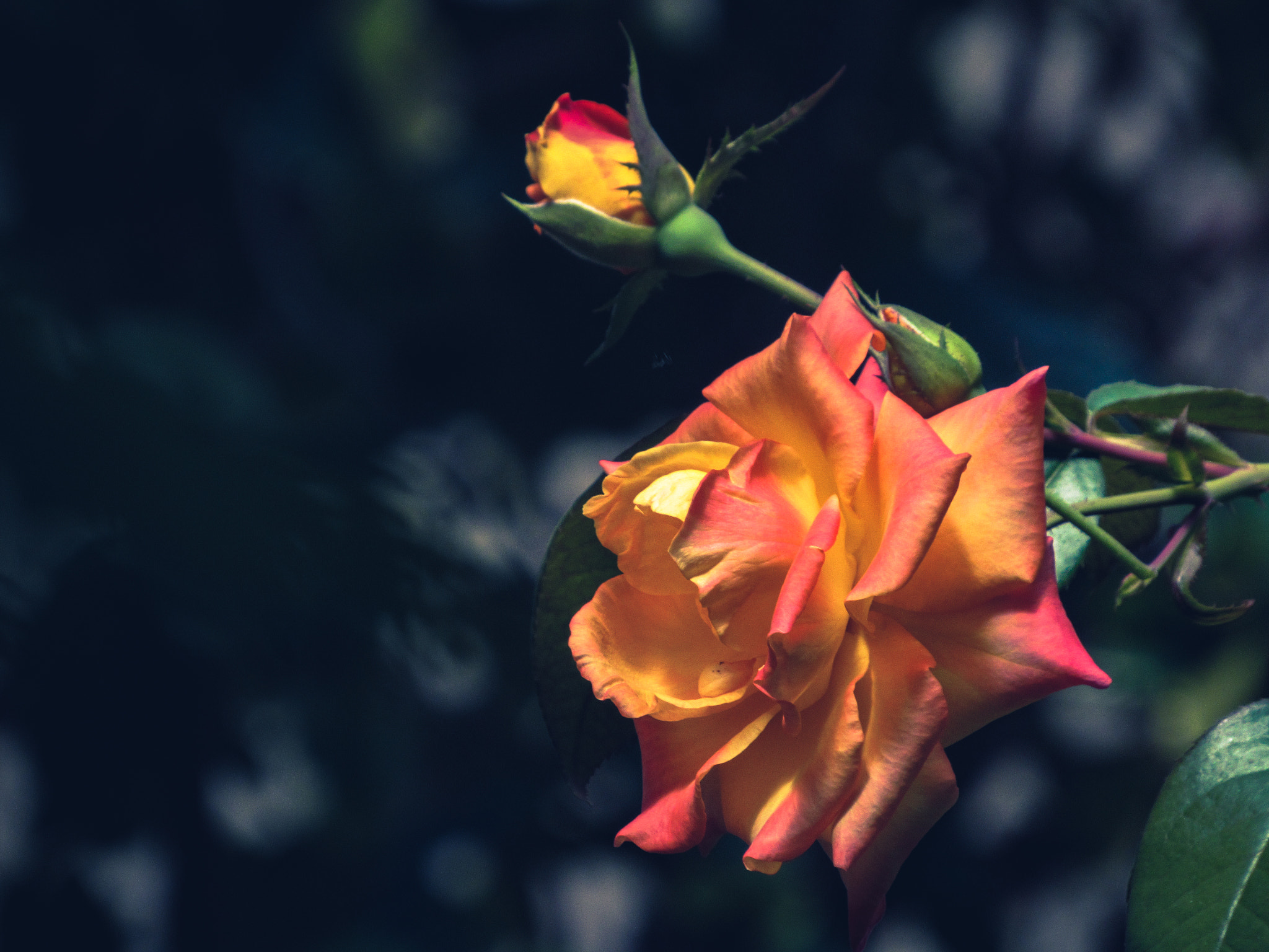 Canon PowerShot SX520 HS sample photo. Rosa photography