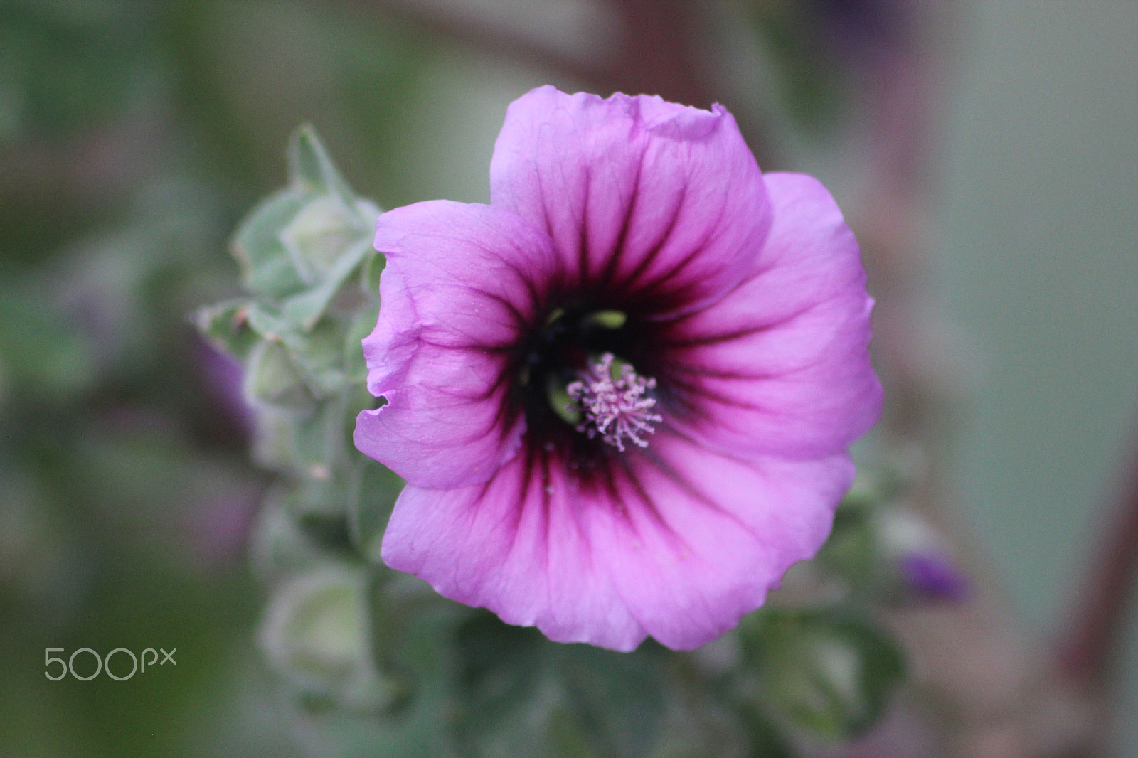Canon EOS 600D (Rebel EOS T3i / EOS Kiss X5) sample photo. Bloom photography