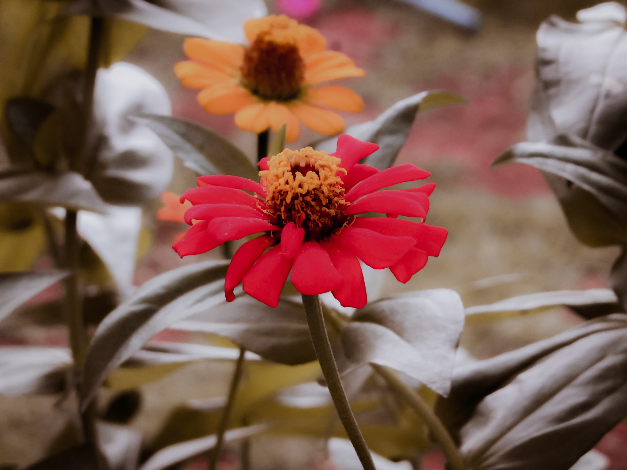 Canon PowerShot SX520 HS sample photo. Petalas photography