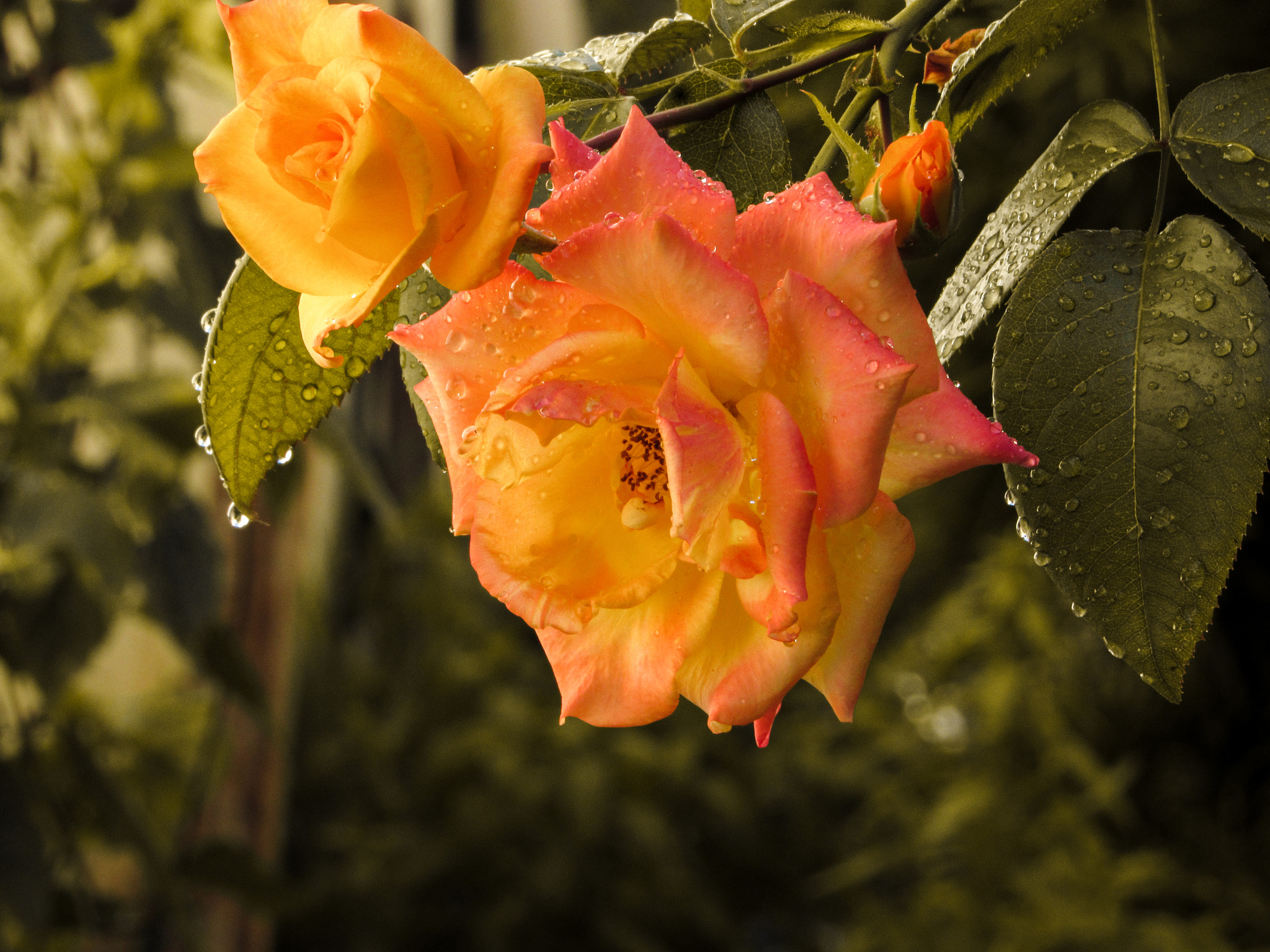 Canon PowerShot SX520 HS sample photo. Roseira photography