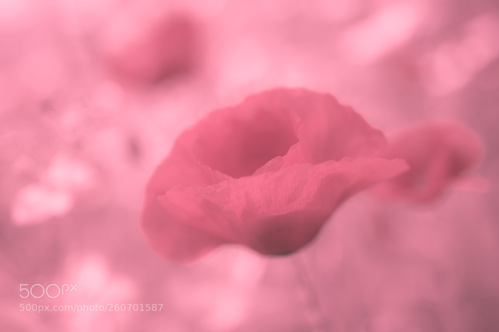 Nikon D7100 sample photo. Think pink photography