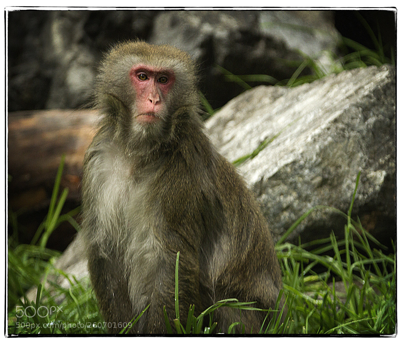 Canon EOS 7D sample photo. Japanese macaque  photography