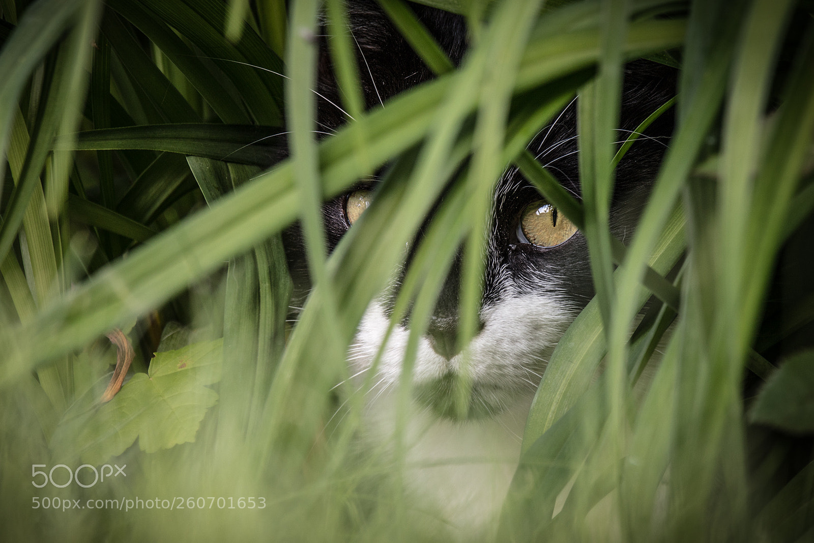 Canon EOS 5DS sample photo. Tarnung photography