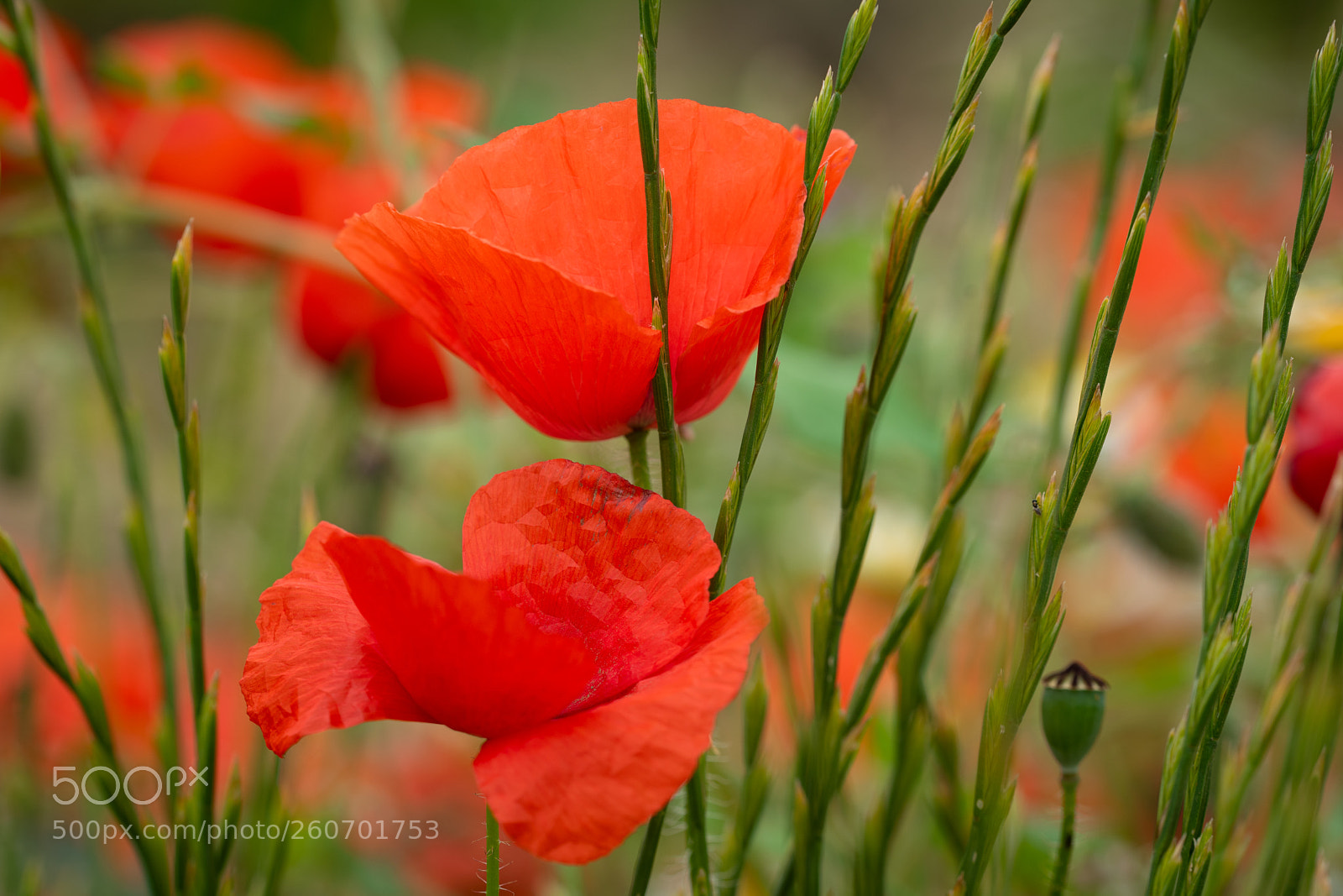 Nikon D750 sample photo. Spanish poppy ii photography