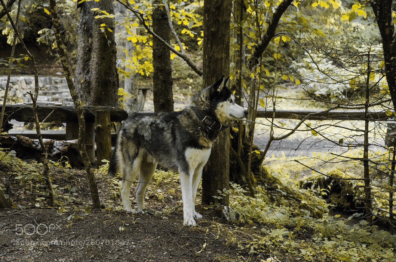 Nikon D7000 sample photo. Poser photography