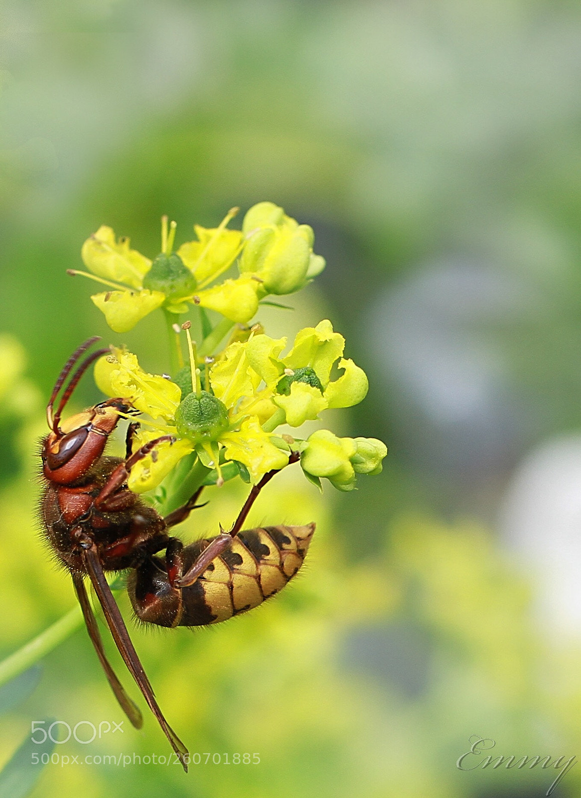 Canon EOS 7D sample photo. Big hornet photography
