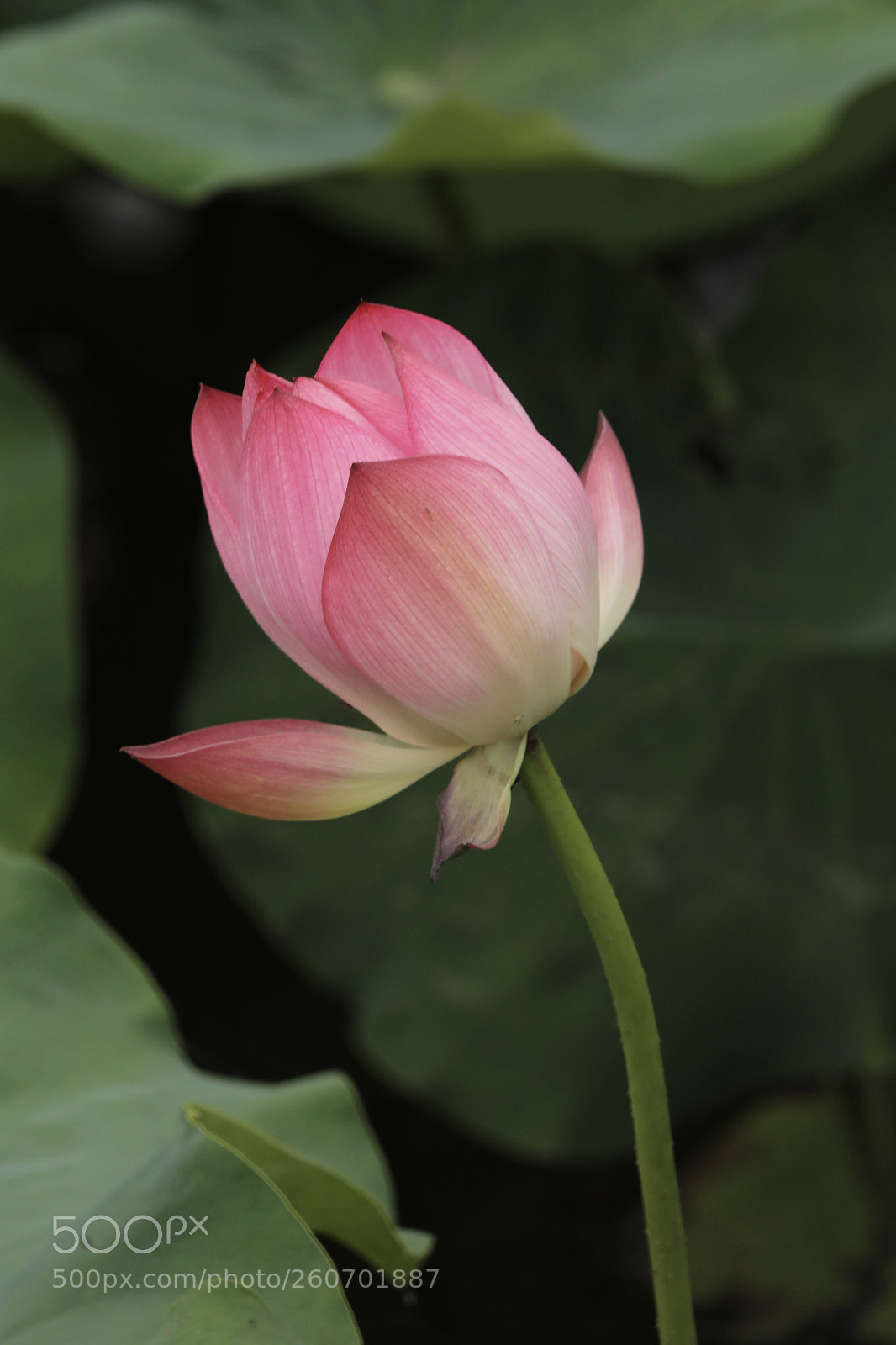 Canon EOS 5D Mark IV sample photo. 西湖荷花 photography