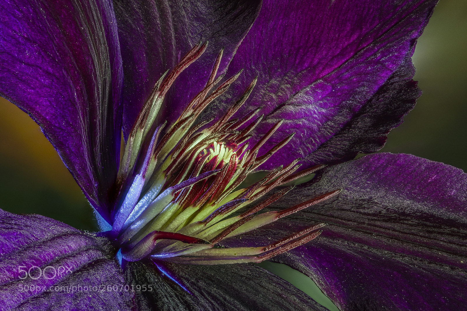 Canon EOS 5D Mark IV sample photo. Romantica clematis photography