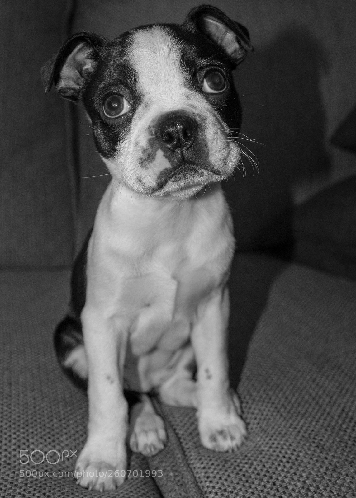 Nikon D7200 sample photo. Lola photography