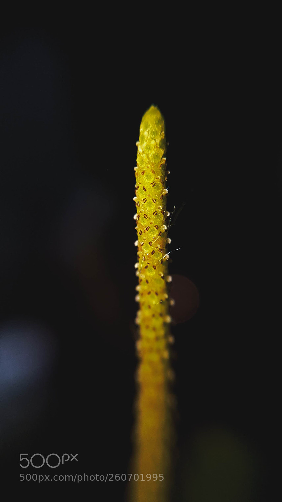 Samsung Galaxy S7 Edge sample photo. Plant photography