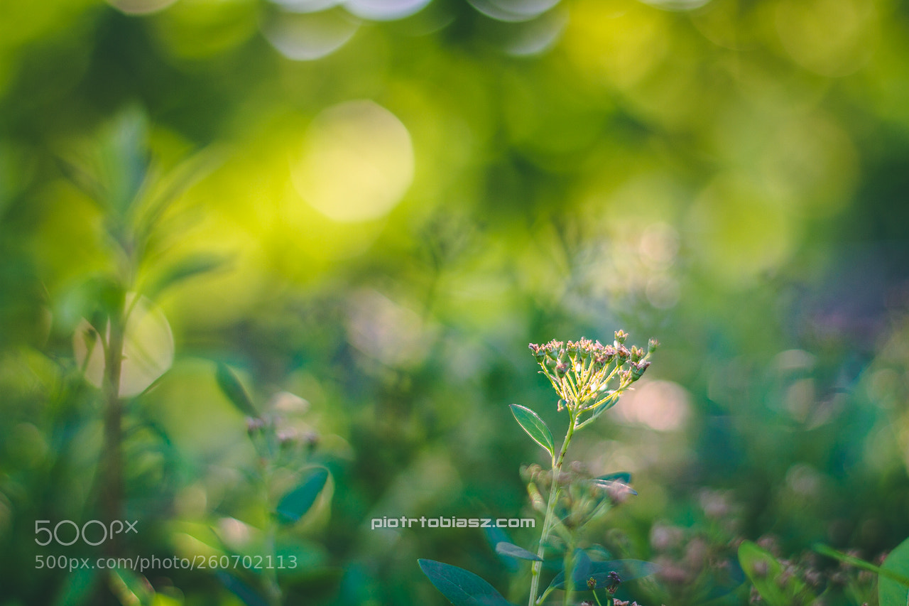 Canon EOS 7D sample photo. Untitled photography