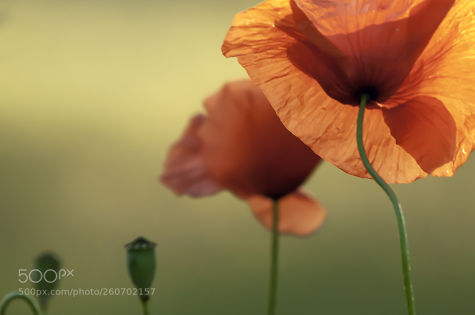 Nikon D300S sample photo. Poppy world photography