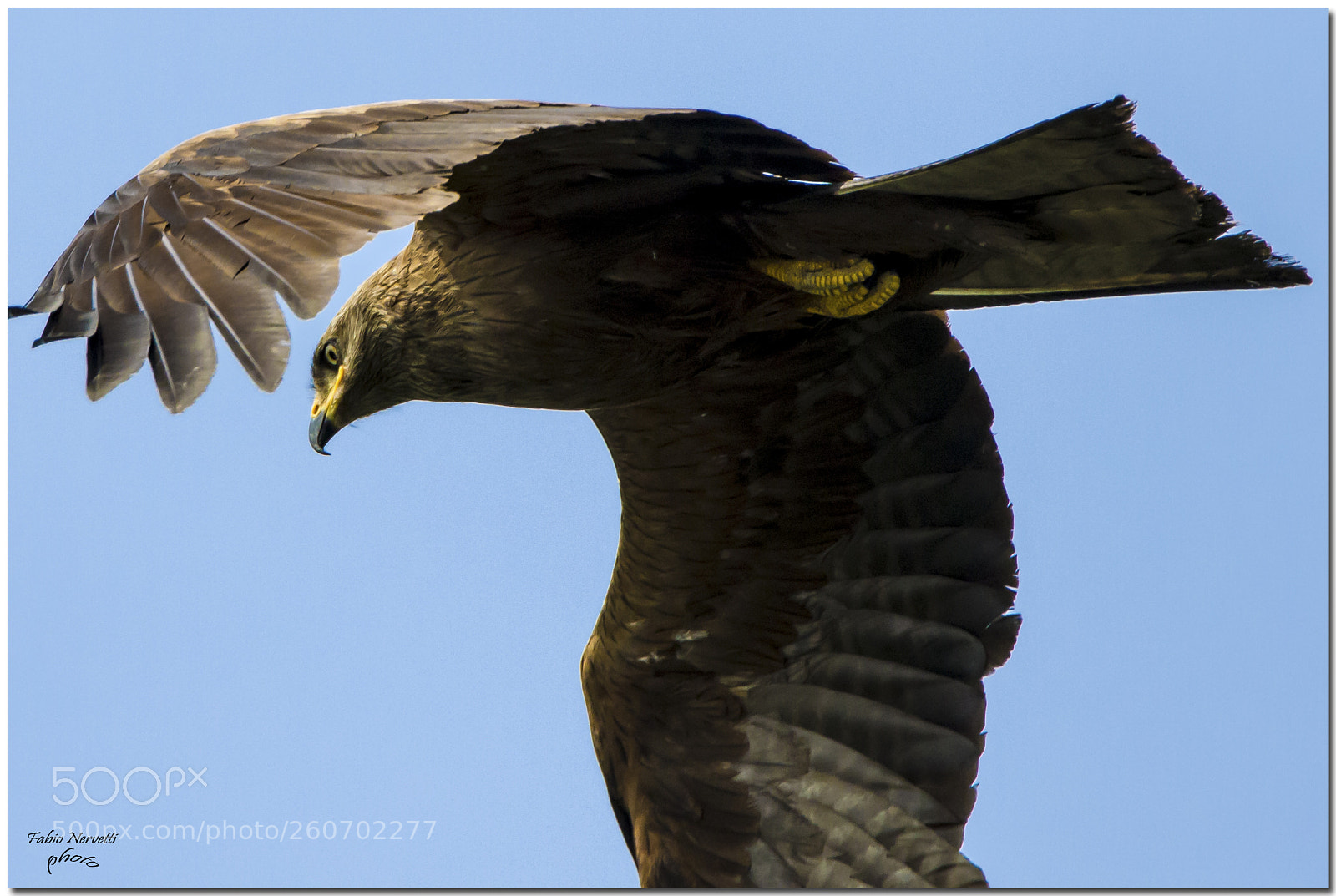 Canon EOS 7D Mark II sample photo. Nibbio bruno photography