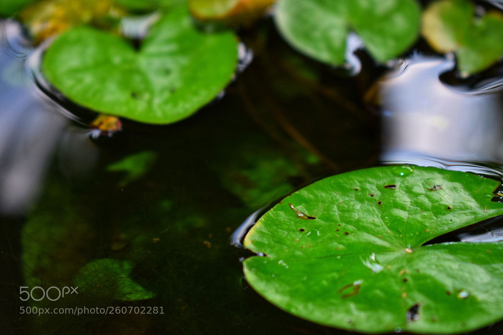 Nikon D5300 sample photo. Leaves & water photography