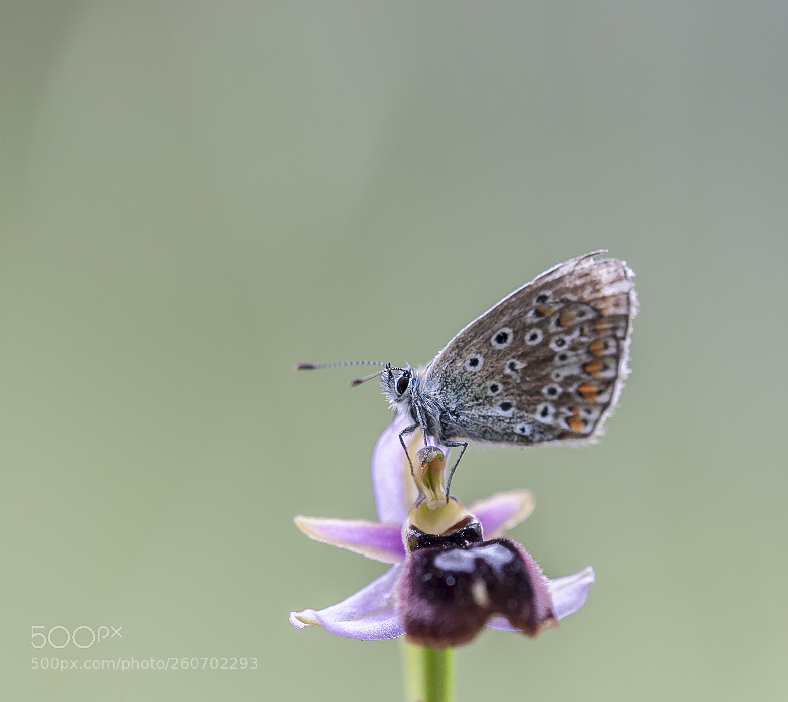 Nikon D3 sample photo. Una mariposilla photography