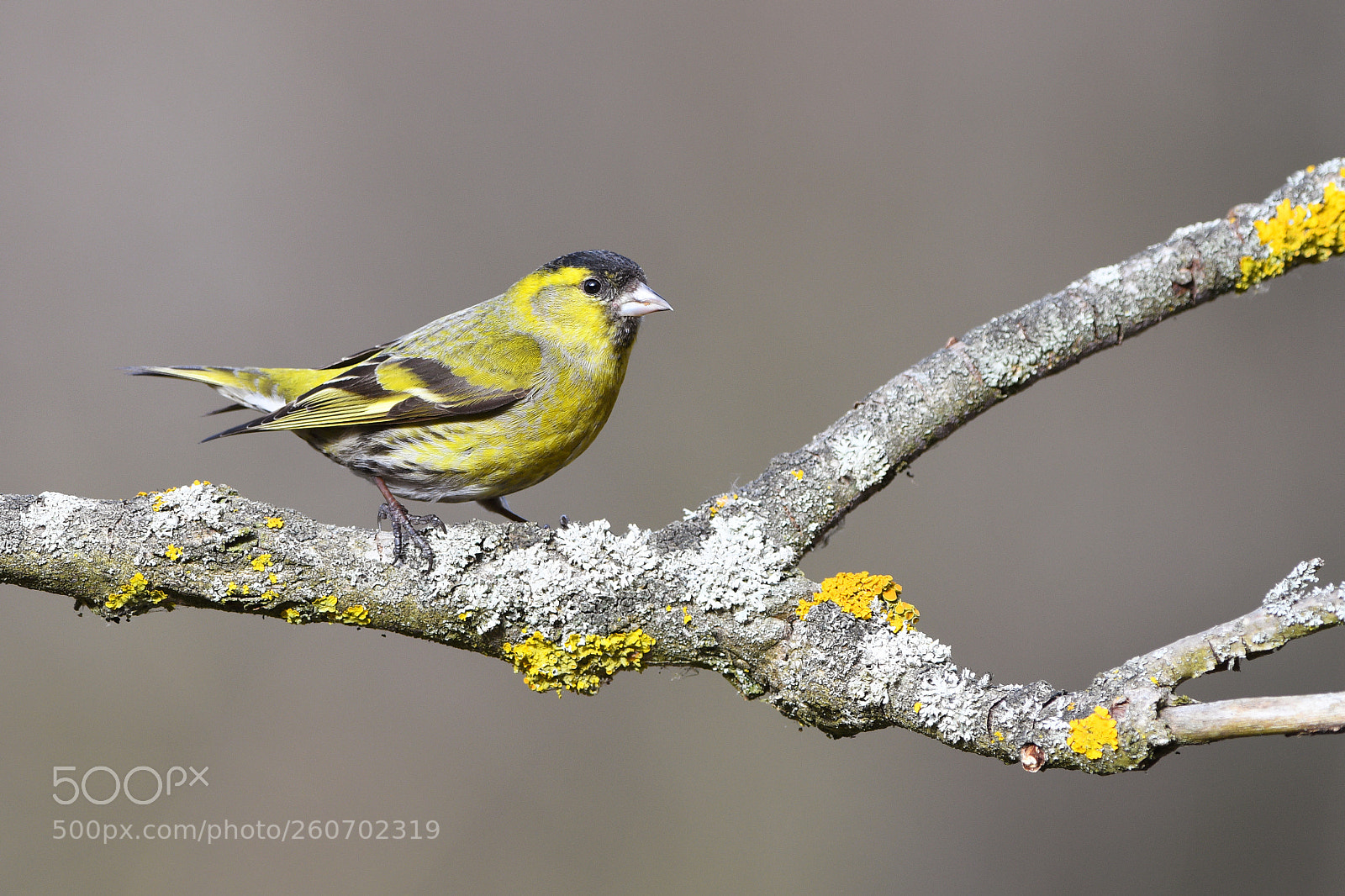 Nikon D500 sample photo. Eurasian siskin (spinus spinus) photography