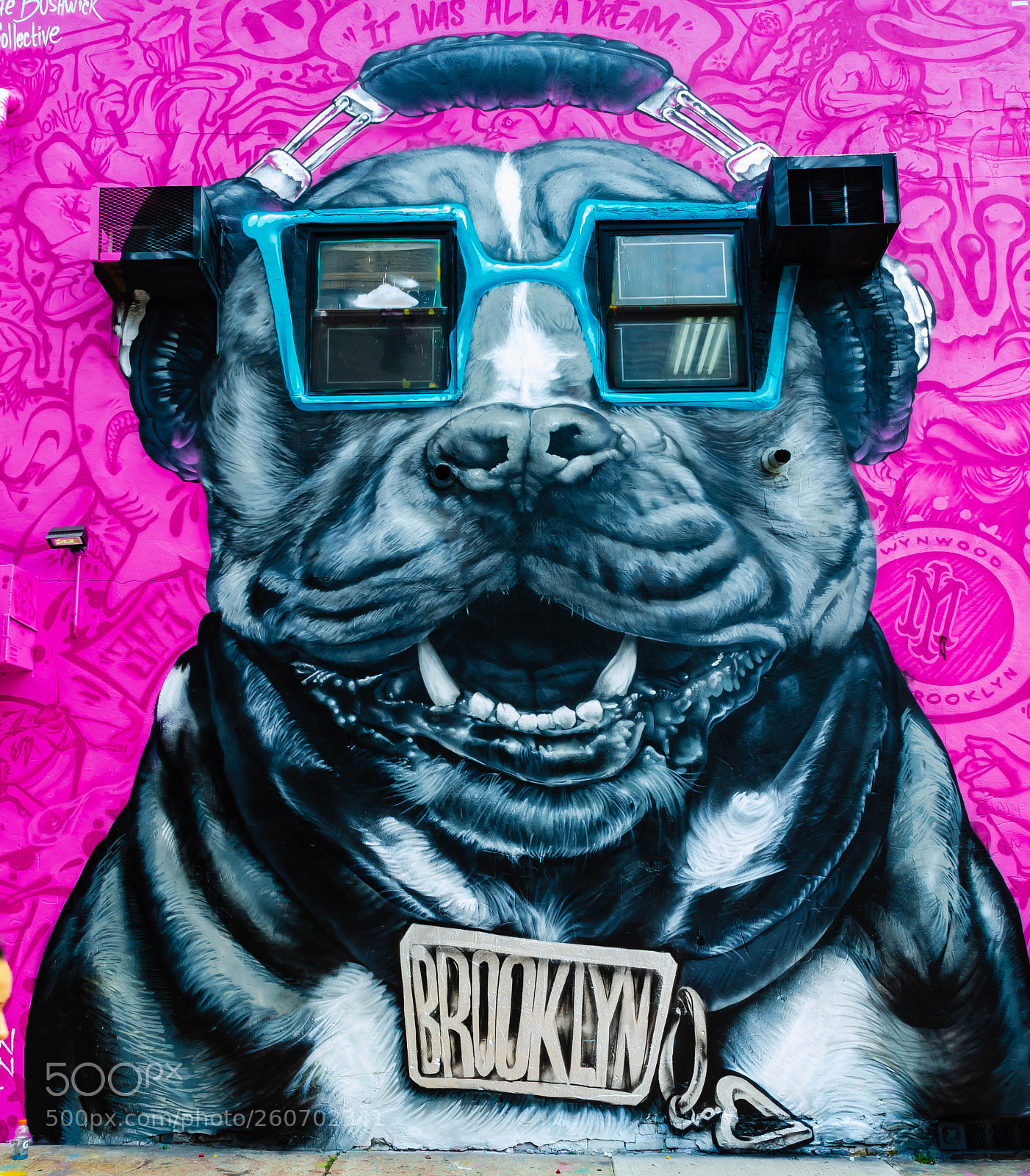 Nikon D7000 sample photo. One cool dog photography