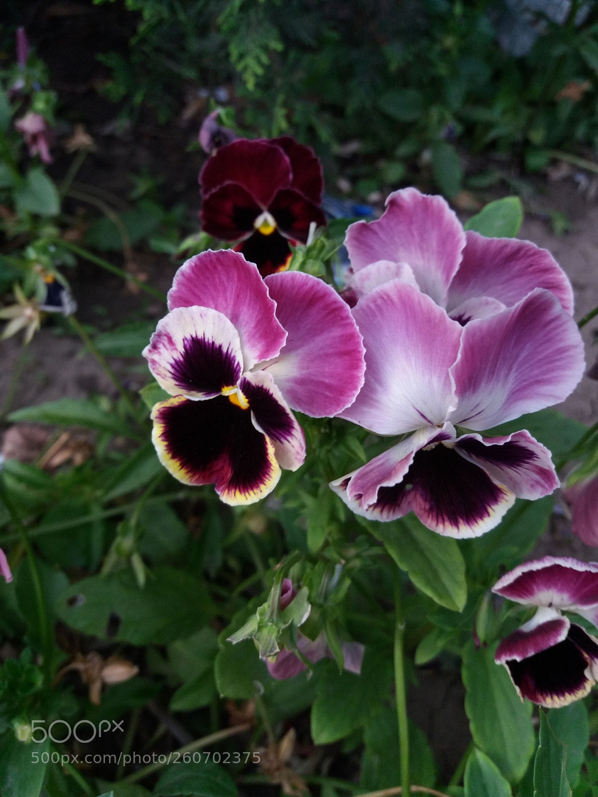 Samsung Galaxy J5(2016) sample photo. Flowers photography