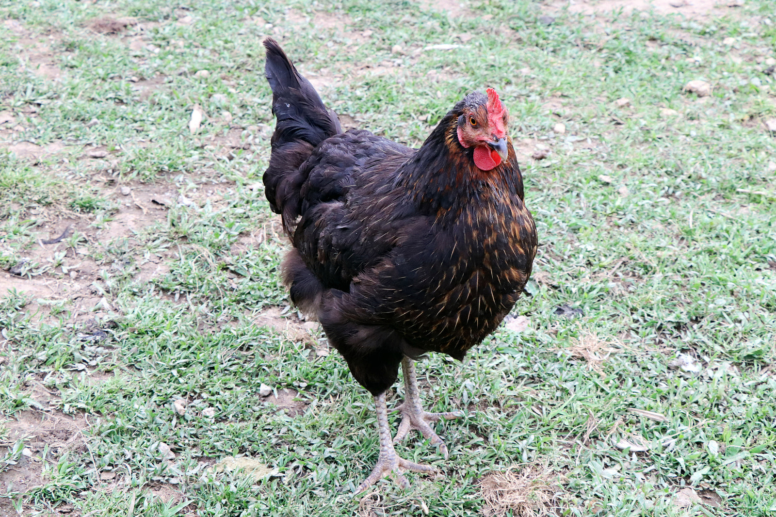 Canon EOS 77D (EOS 9000D / EOS 770D) sample photo. Hen / galinha photography