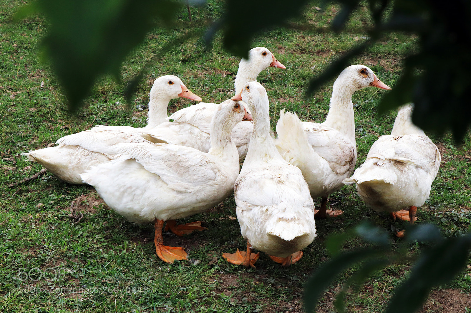 Canon EOS 77D (EOS 9000D / EOS 770D) sample photo. Home ducks photography