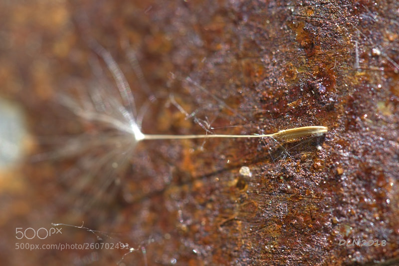 Canon EOS 700D (EOS Rebel T5i / EOS Kiss X7i) sample photo. Rust & seed photography