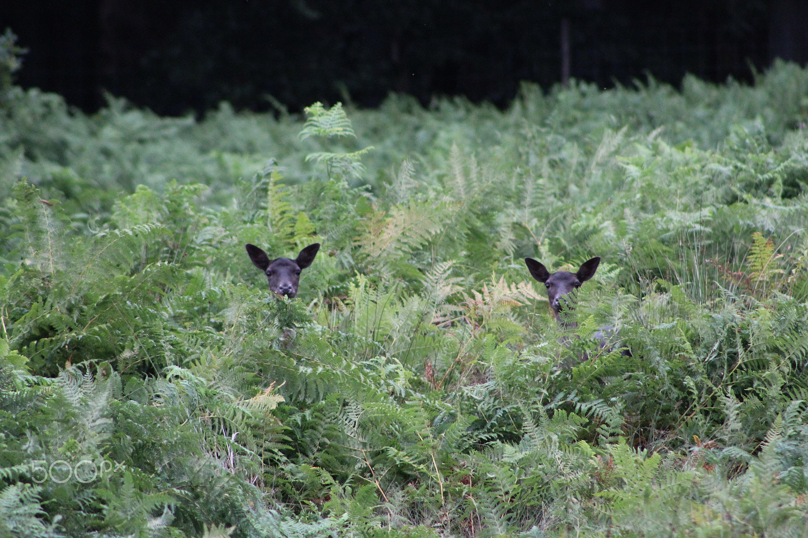 Canon EF 75-300mm f/4-5.6 sample photo. Img photography