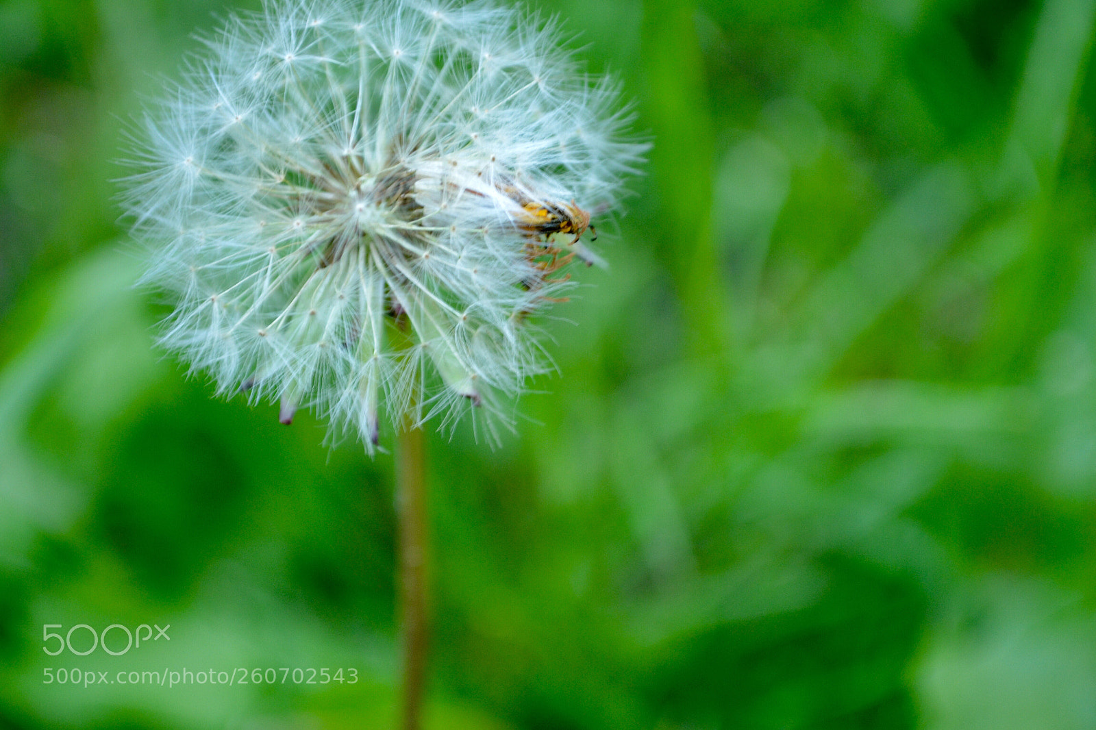 Nikon D3100 sample photo. Untitled photography