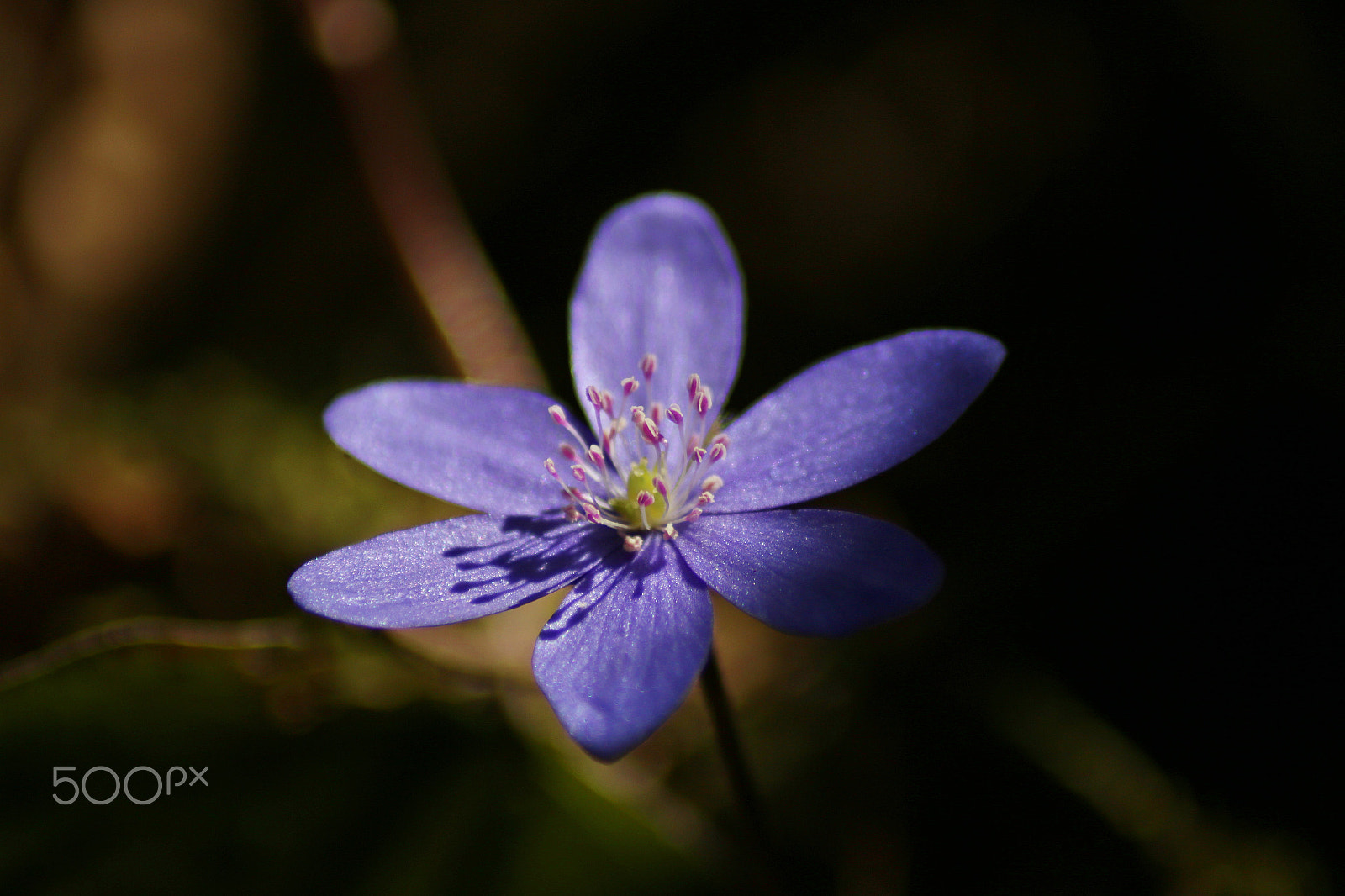 Canon EOS 70D sample photo. Leberblümchen photography
