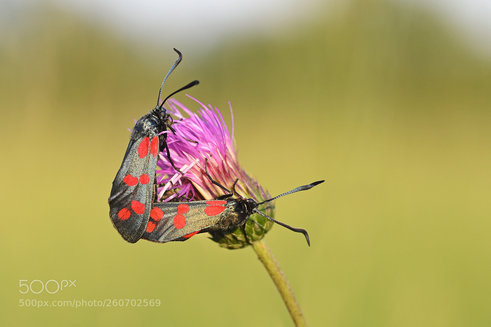 Nikon D500 sample photo. Six-spot burnet (zygaena filipendulae) photography