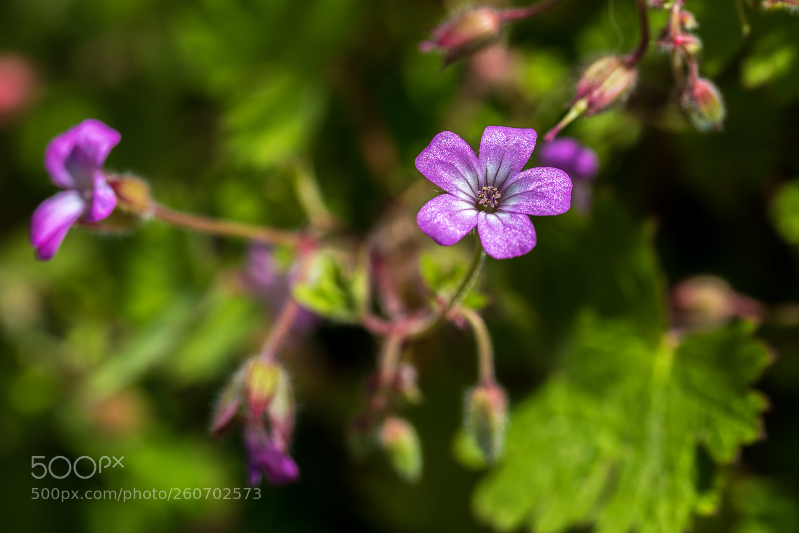 Nikon D750 sample photo. Purple power photography