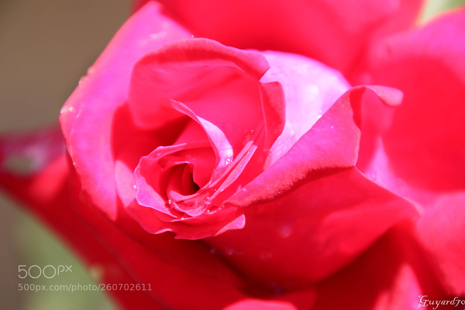Canon EOS 80D sample photo. Coeur de rose photography