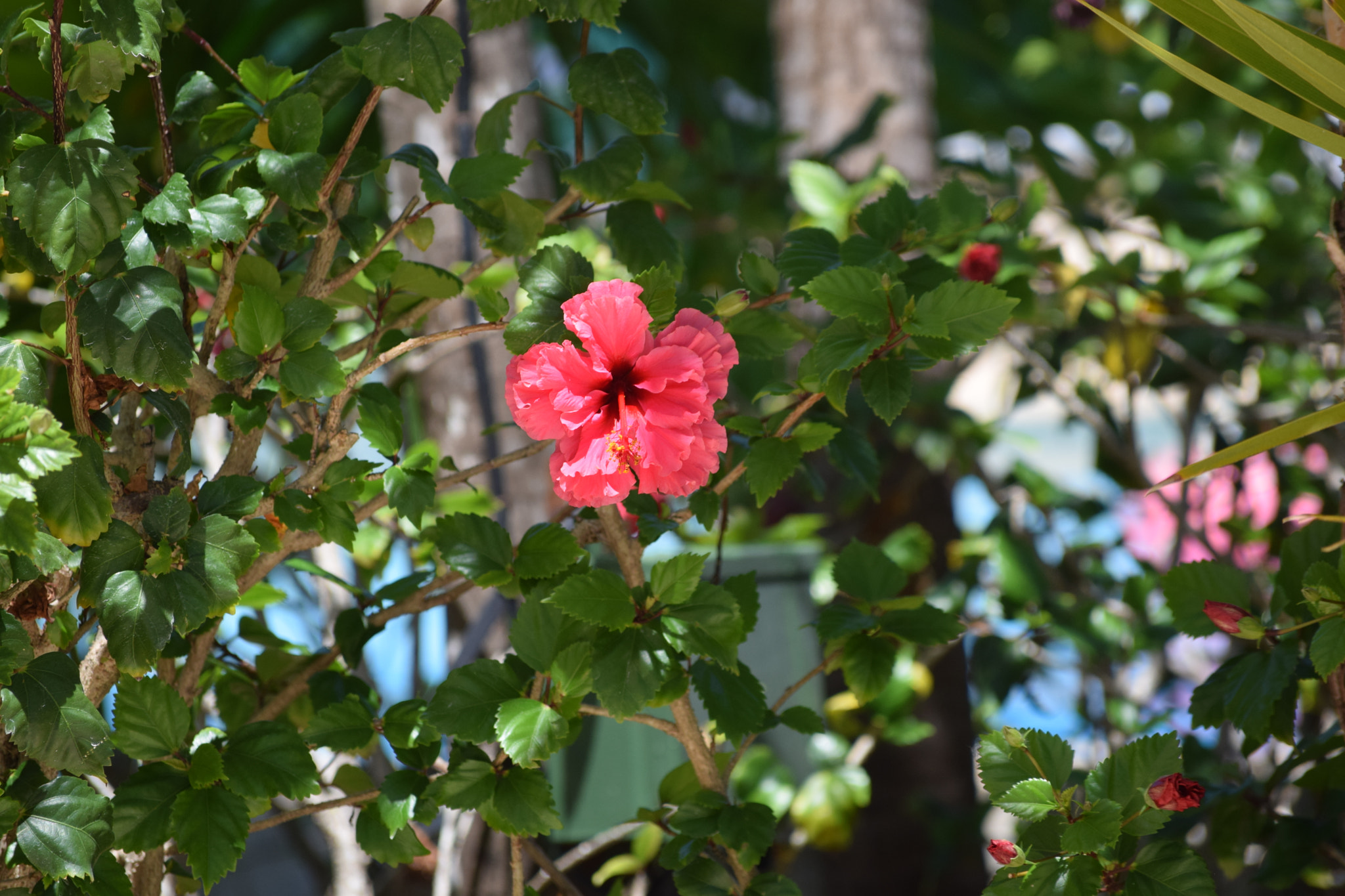 Nikon D3300 sample photo. Dsc photography