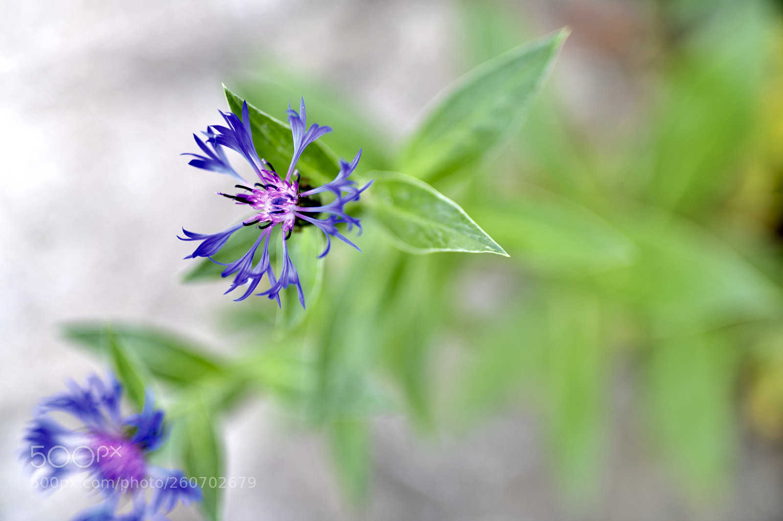Nikon D850 sample photo. Fullsizeoutput e photography