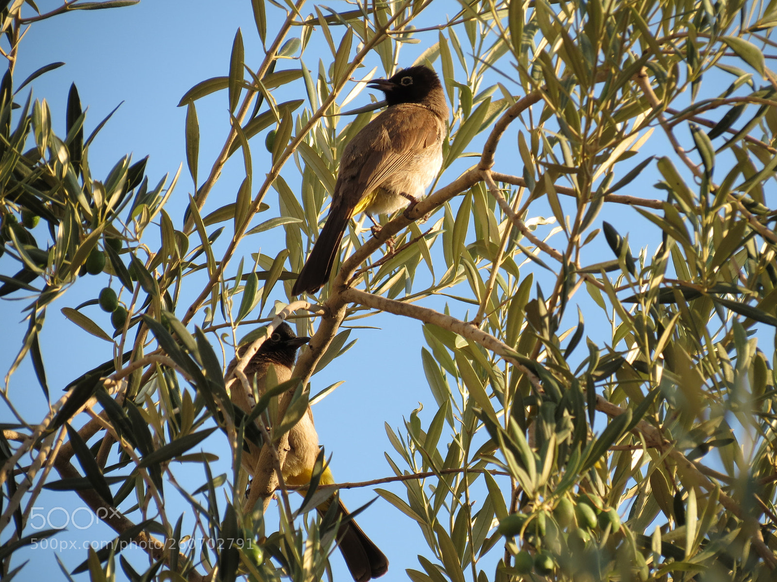 Canon PowerShot SX40 HS sample photo. Couple of birds photography