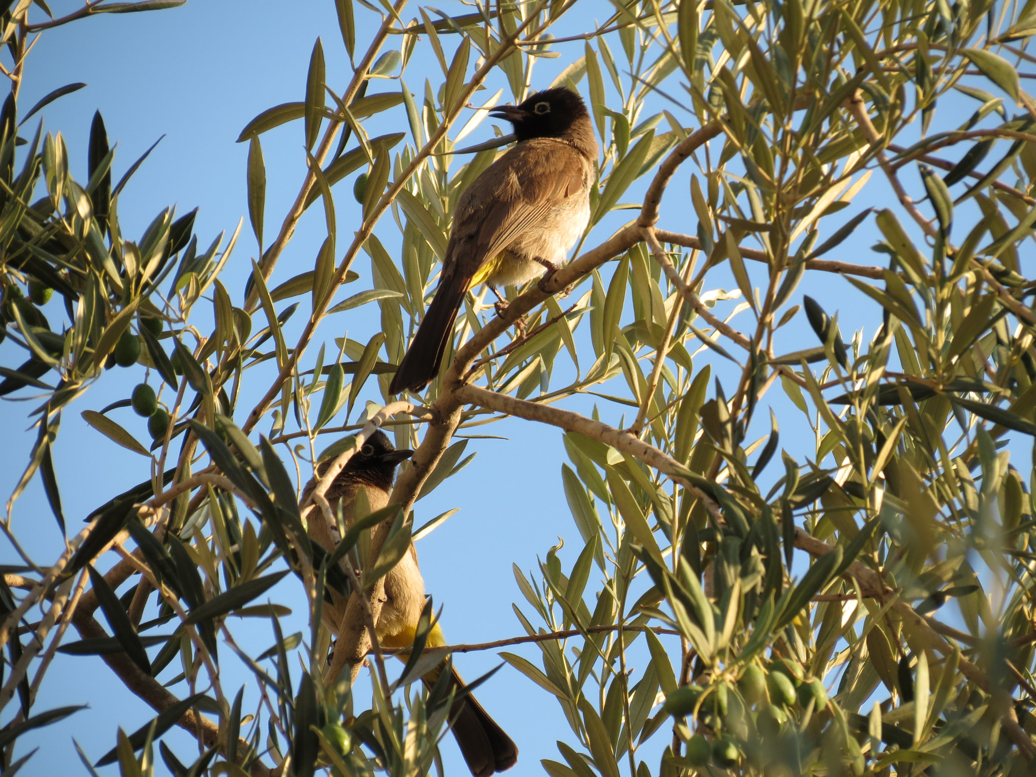 Couple of birds