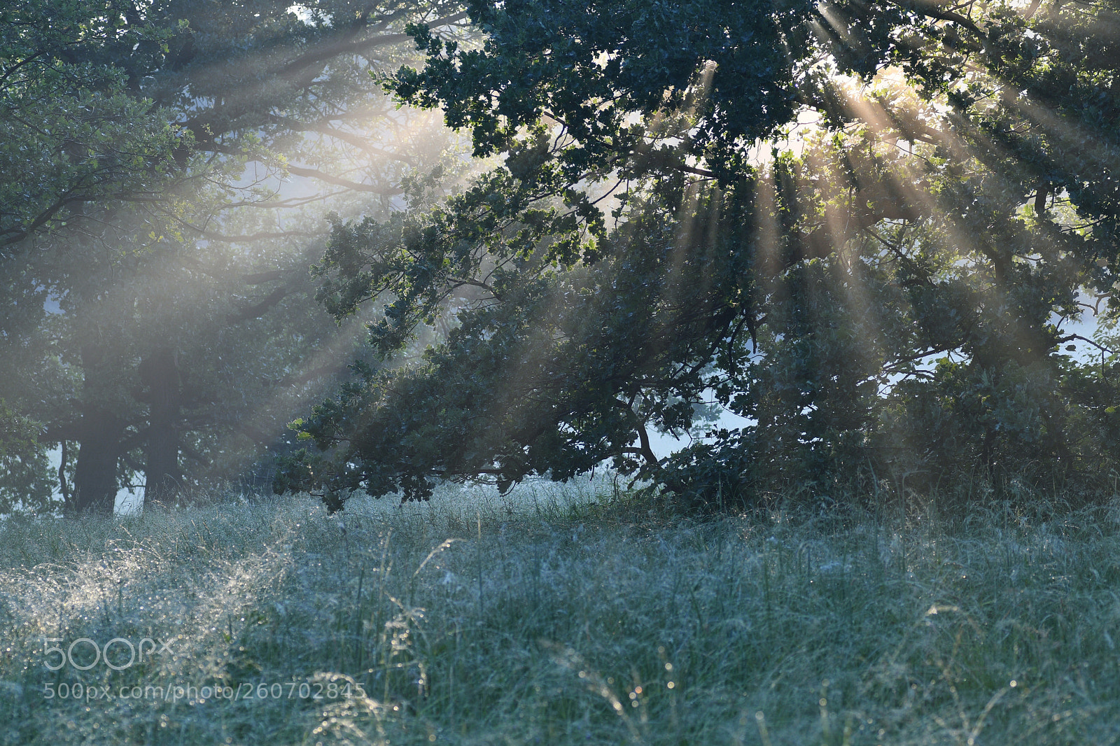 Nikon D500 sample photo. Misty morning photography