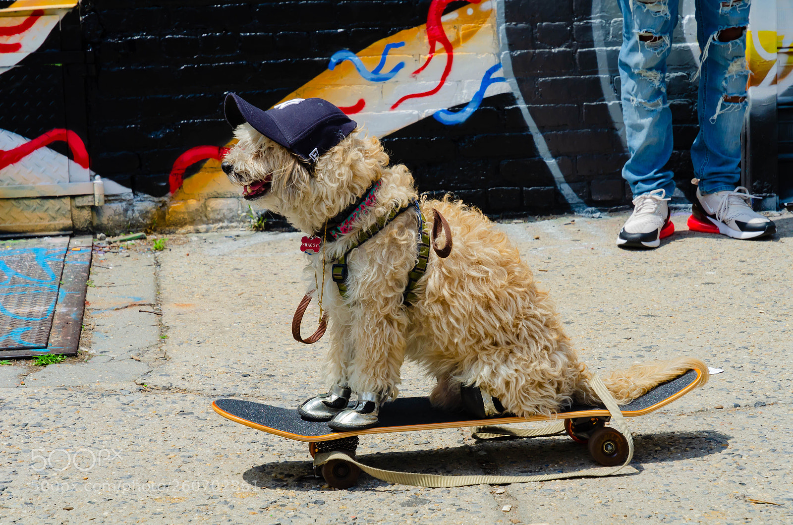 Nikon D7000 sample photo. One very cool dog photography