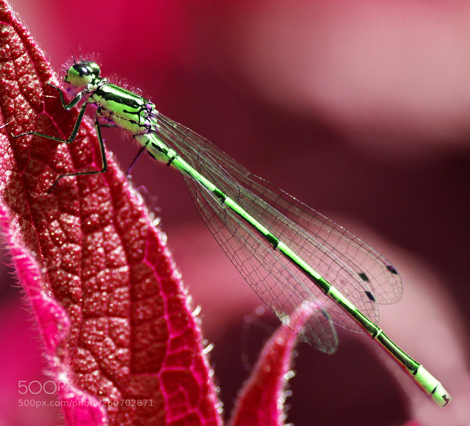 Nikon D3200 sample photo. Dragonfly photography