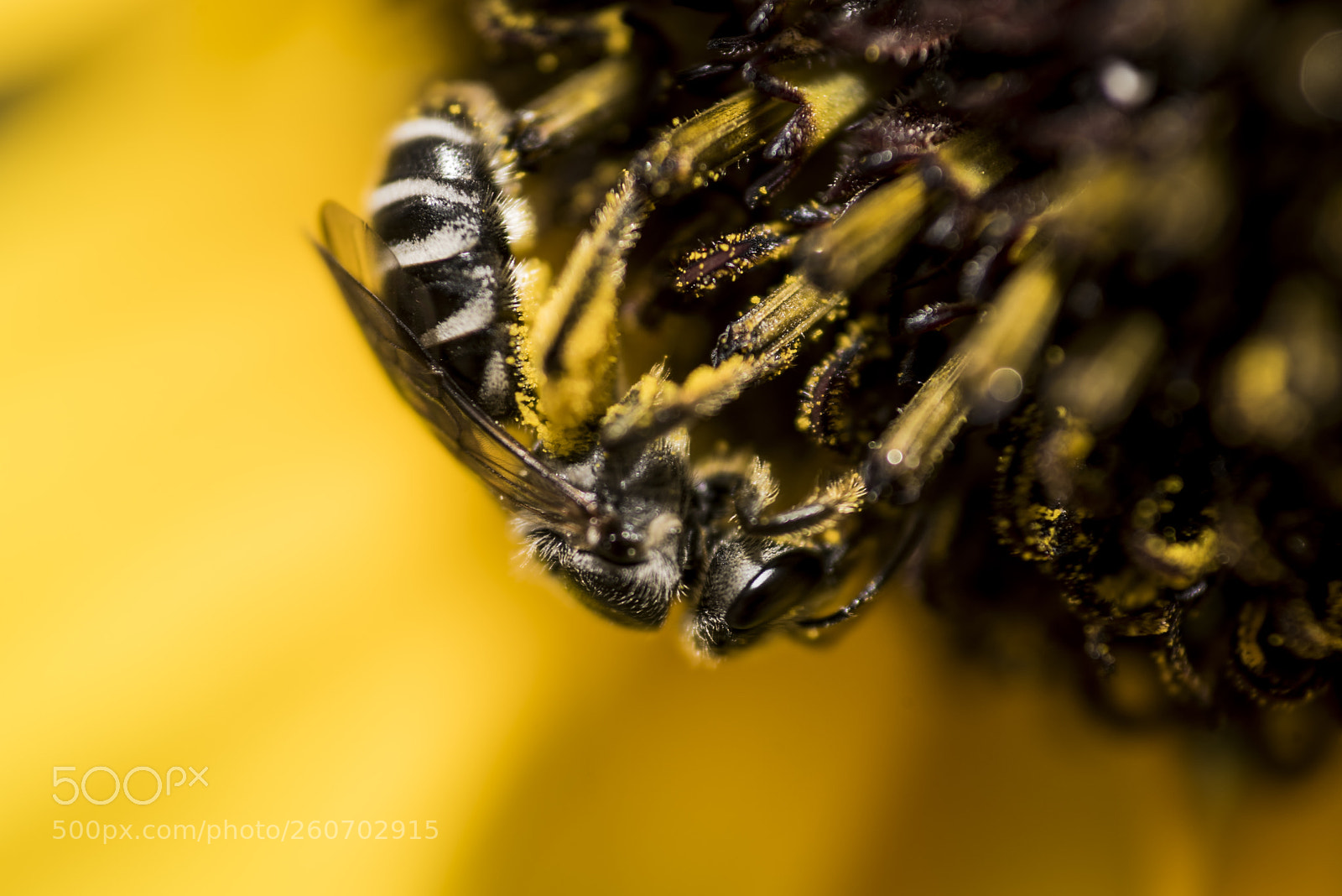 Nikon D750 sample photo. Bee performing pollination on photography