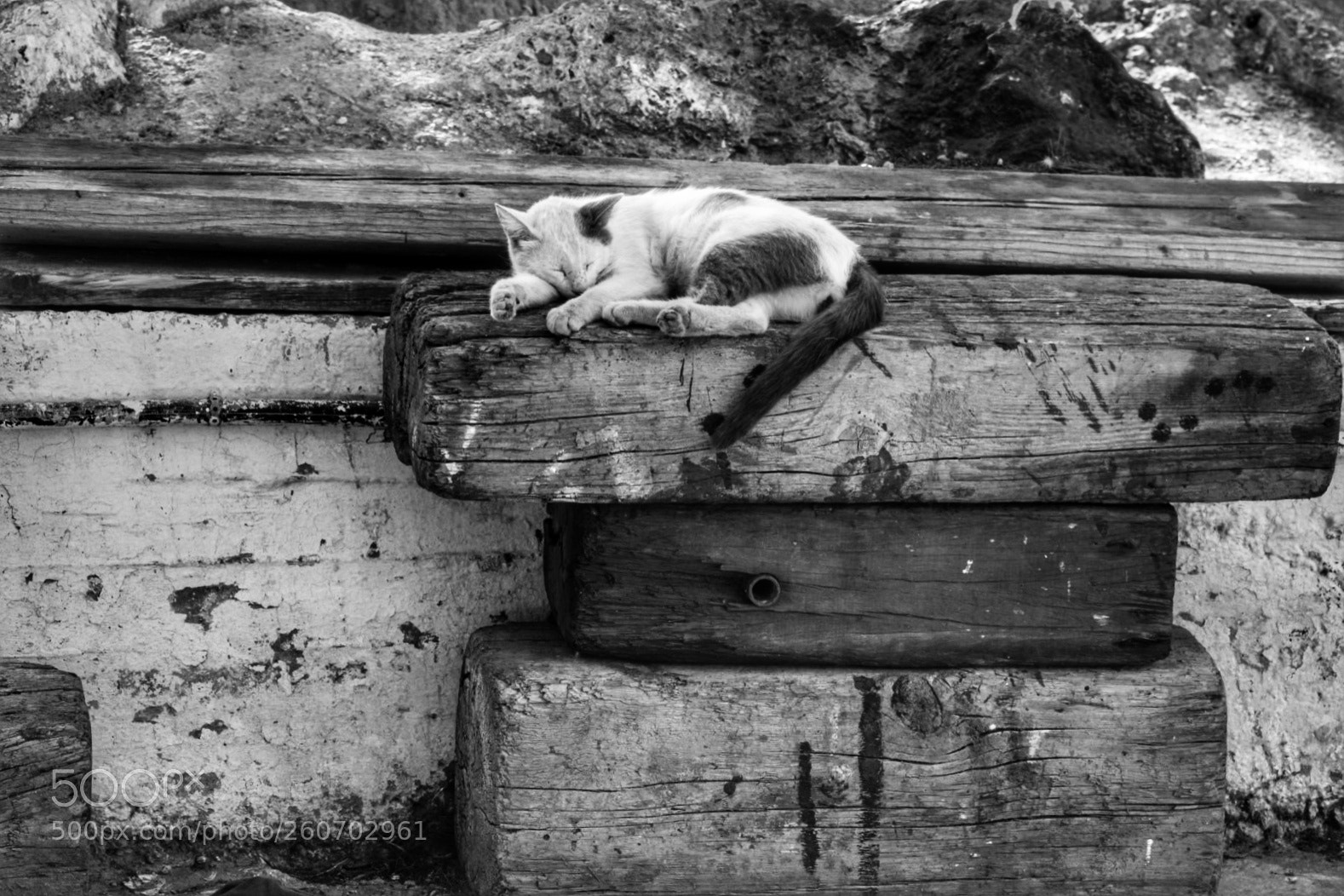 Nikon D5300 sample photo. Sleeping photography
