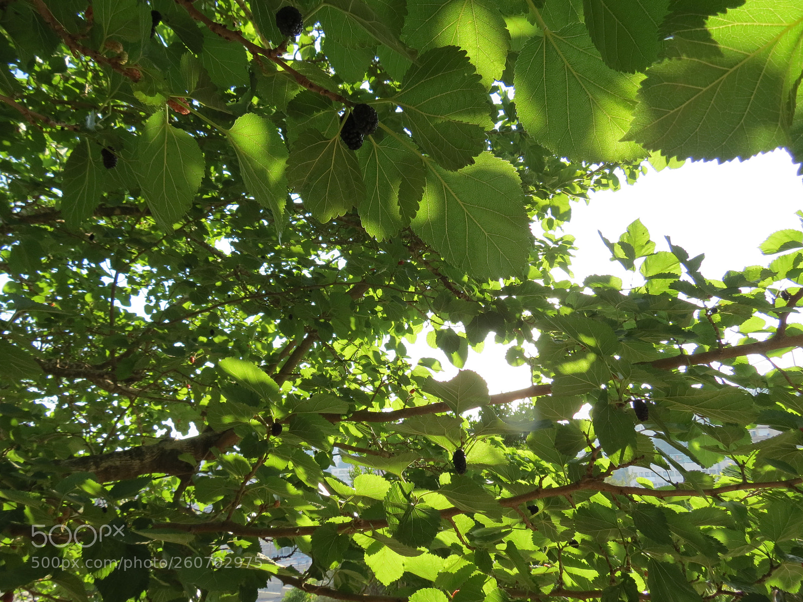 Canon PowerShot SX40 HS sample photo. Mulberry tree photography
