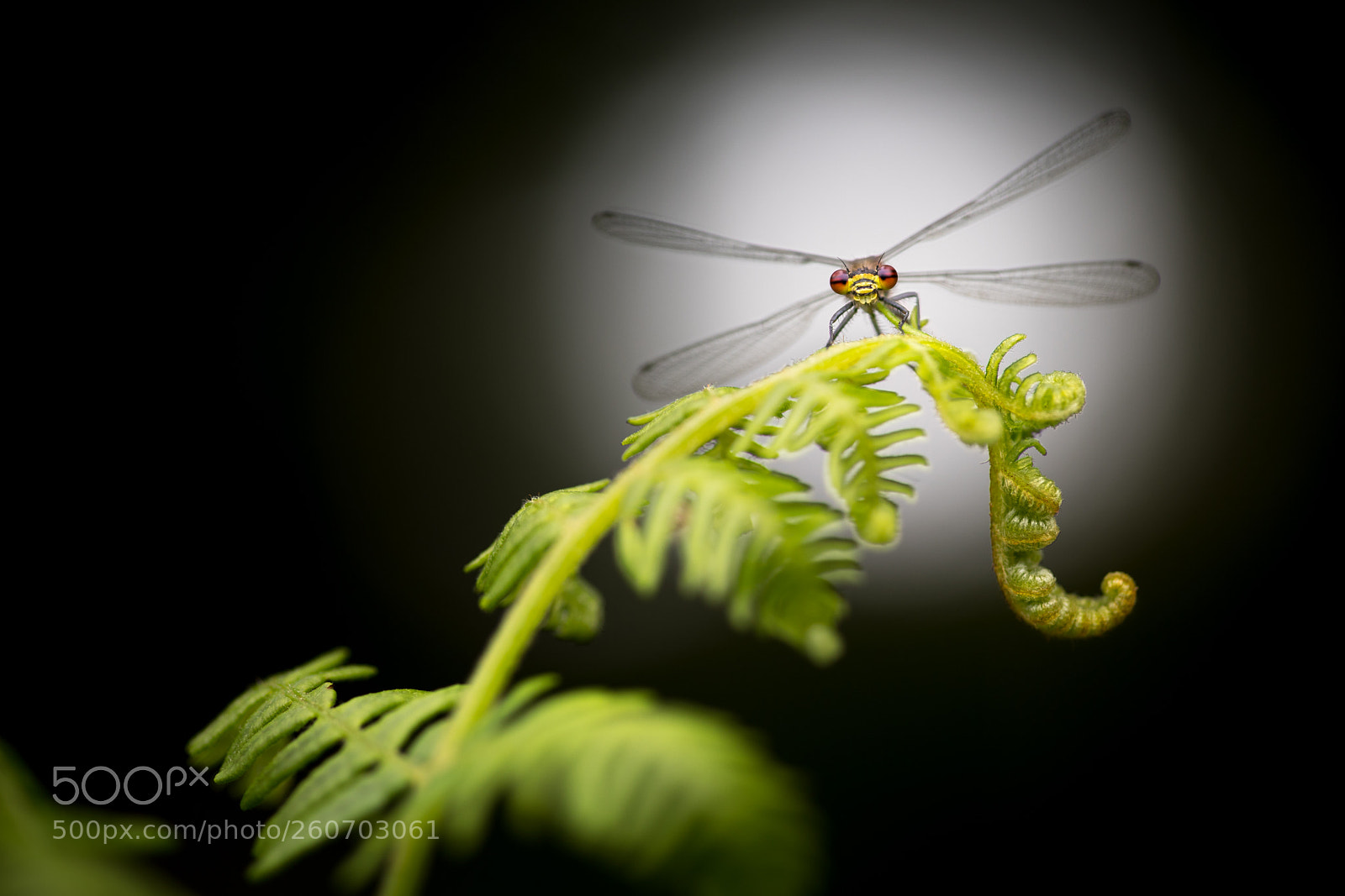 Canon EOS 5D Mark IV sample photo. Red damselfly in the photography