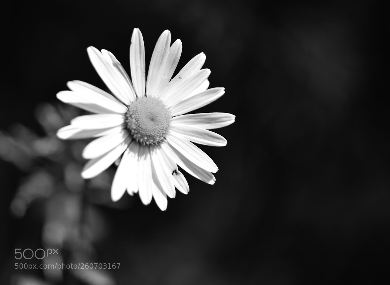 Nikon D750 sample photo. In the dark photography