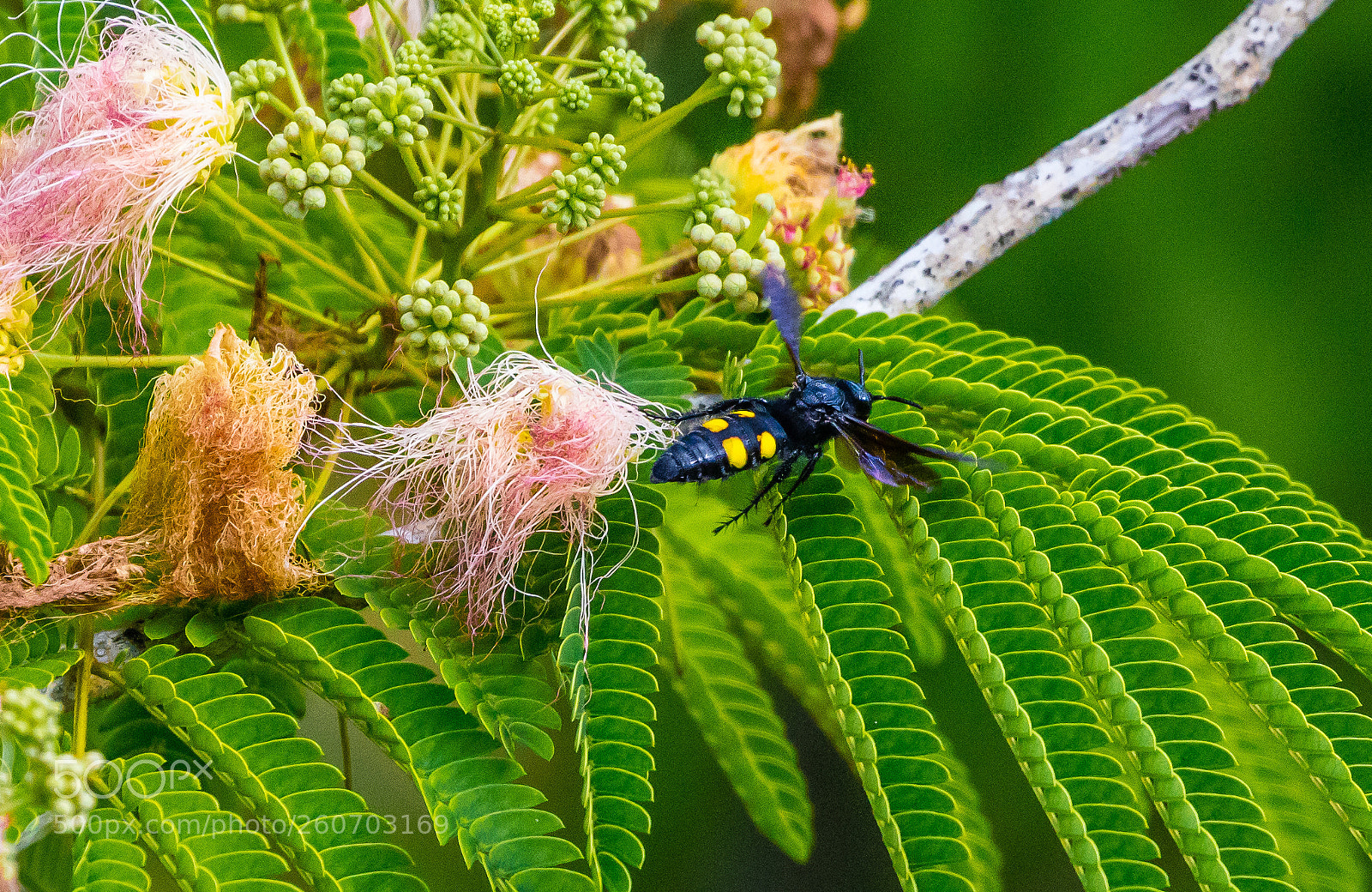 Canon EOS 5DS R sample photo. Bee departing mimosa photography