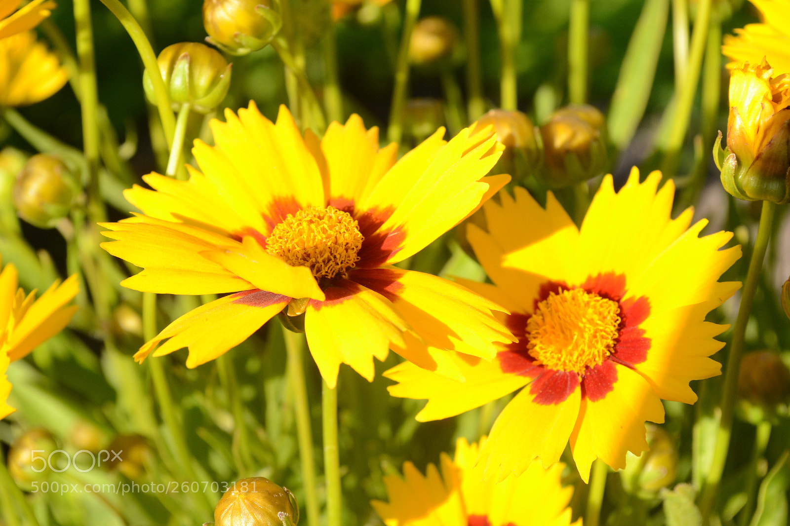 Nikon D3100 sample photo. Sun flowers  photography