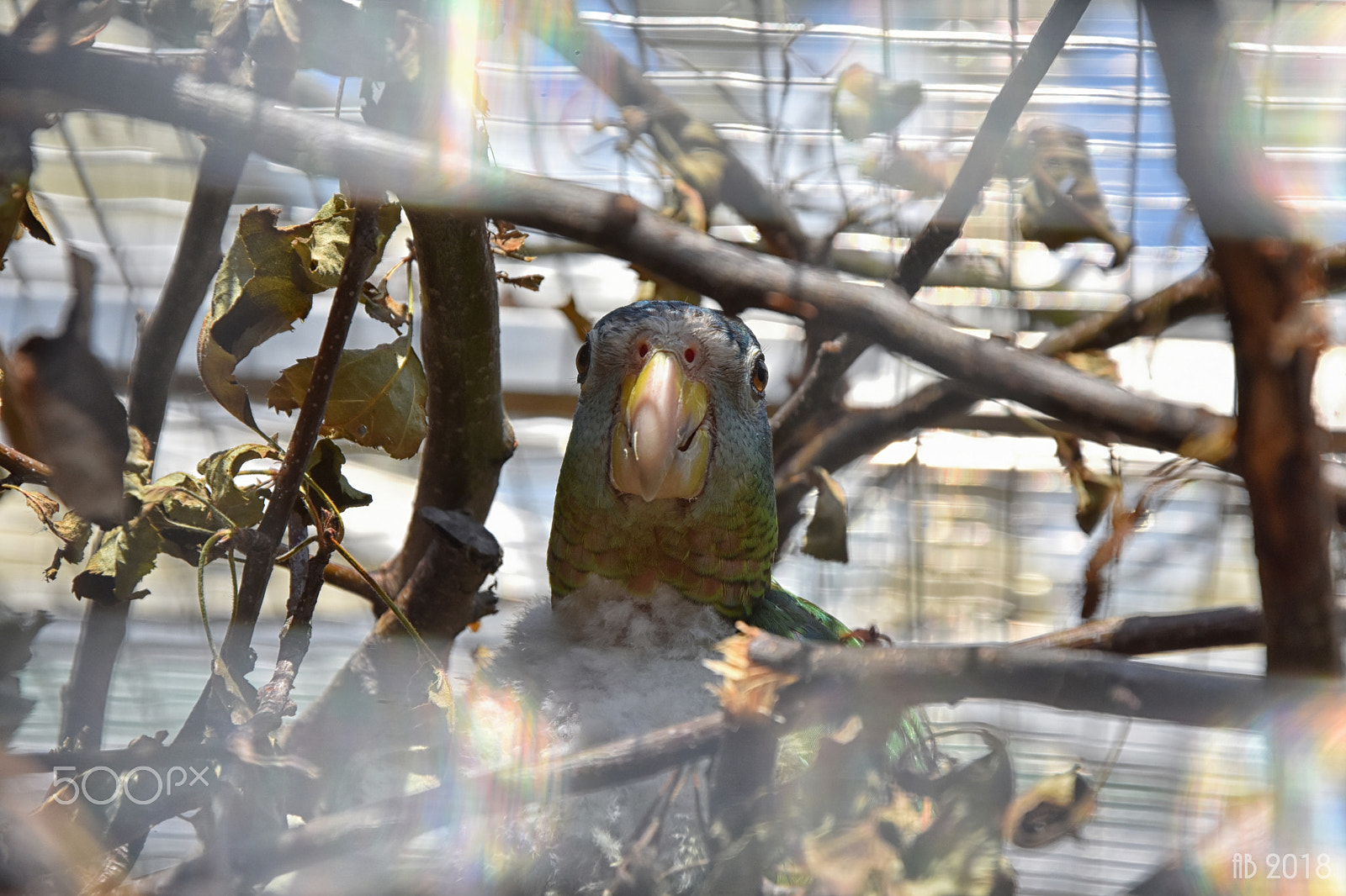 Nikon D7200 sample photo. Kuk photography