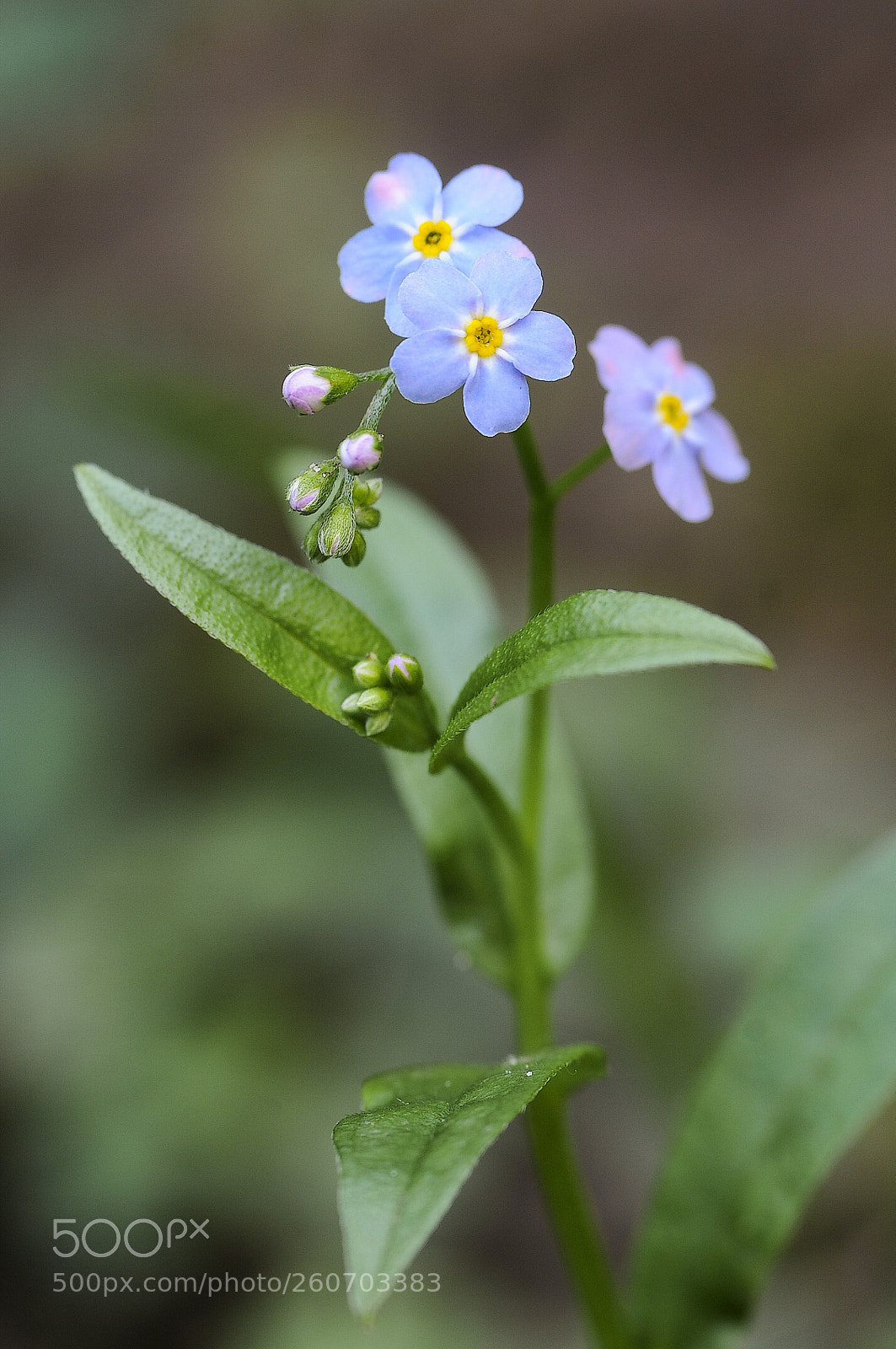 Nikon D300S sample photo. Myosotis photography