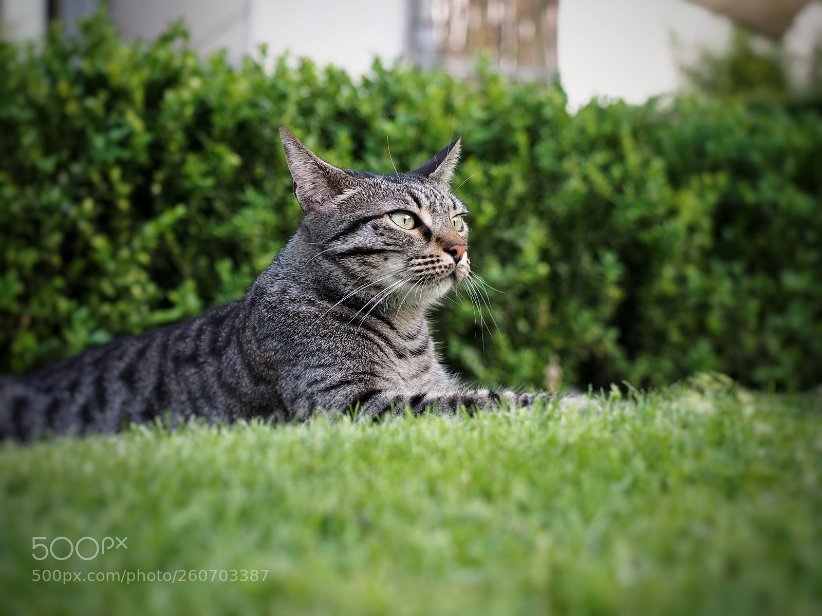 Olympus OM-D E-M1 sample photo. Maja — playing and relaxing photography