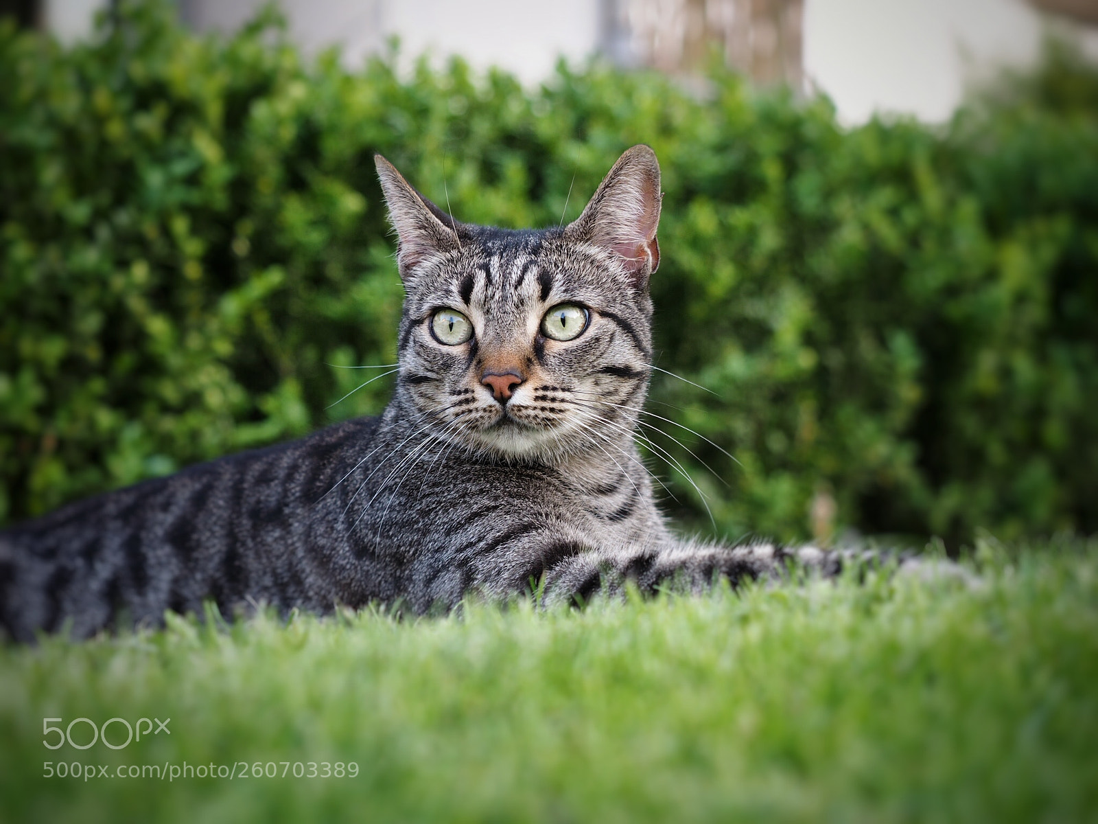 Olympus OM-D E-M1 sample photo. Maja — playing and relaxing photography